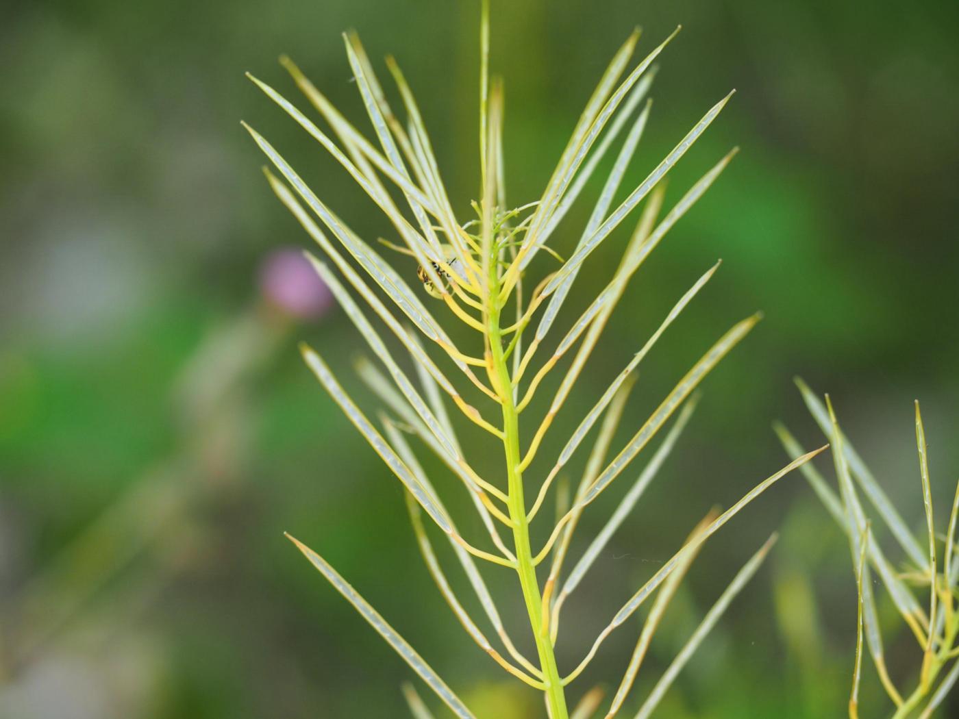 Bittercress, Narrow-leaved fruit